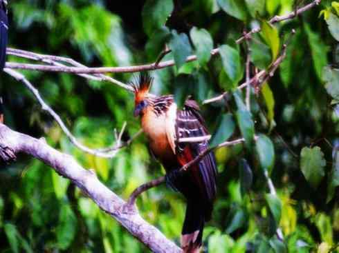 猎奇：十大奇异鸟类之三