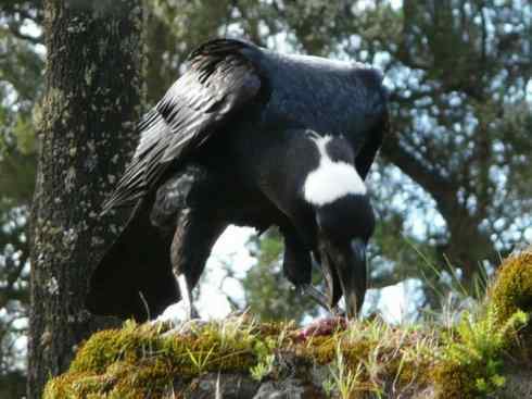 奇特的盔：厚嘴渡鸦