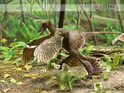 【视频】[BBC Discovery]四翼恐龙大发现：鸟类进化史大发现