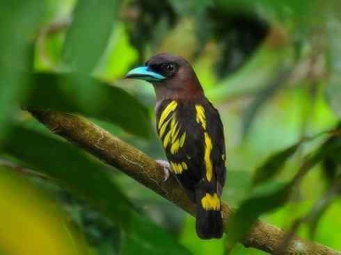 美丽无罪：雀鸟之阔嘴鸟