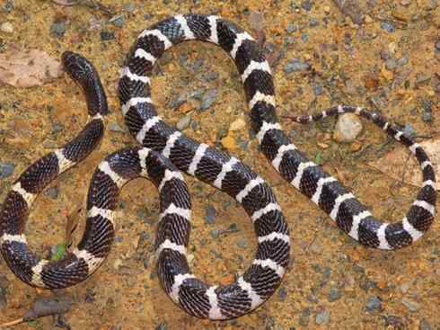 龙：传说的兽原型探秘（环蛇类）