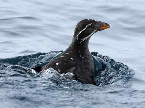 奇特的盔：角嘴海雀