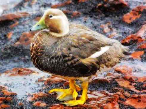 白头鸟系列:另类的美丽9 白头鸟系列:另类的美丽9