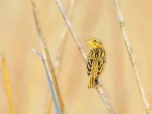 家禽驯化之源之十八