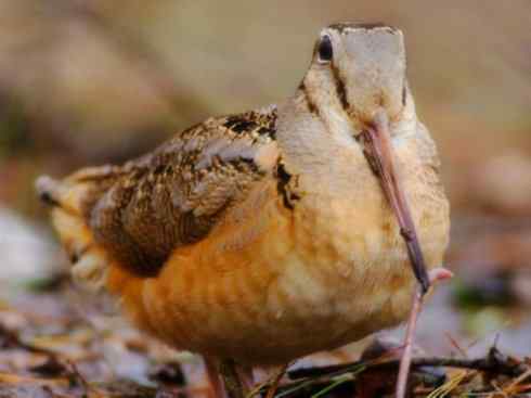 鸟类之最:小丘鹬 鸟类之最:小丘鹬