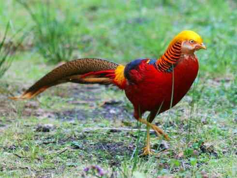 凤凰：传说中的鸟原型探秘（锦鸡）