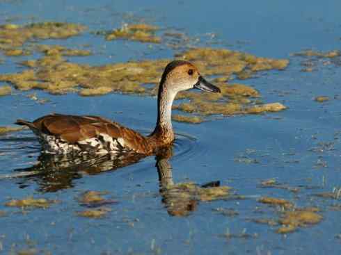 欣赏:美丽的树鸭 欣赏:美丽的树鸭