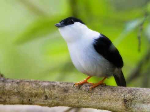 白头鸟系列：另类的美丽3