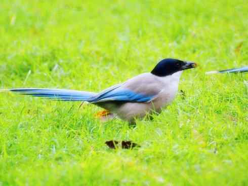 雀鸟也彪悍：赤练仙子（灰喜鹊）