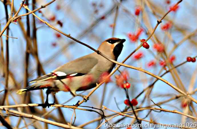 太平鸟（抓拍）2