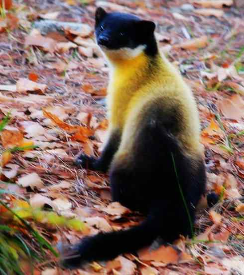 十大喜食蜂蜜动物：黄喉貂