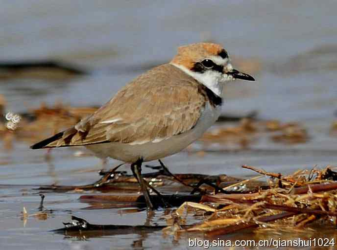 野鸭湖新拍小鸟.环颈鸻