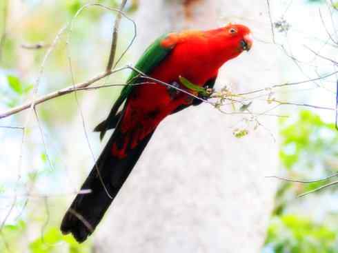 猎奇：长尾鸟雀之四