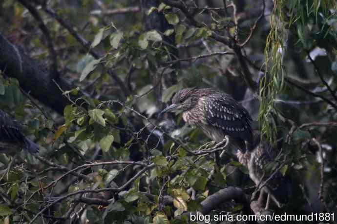 800mm的轻便大炮-望远镜摄影之习作