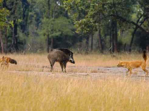 狈：传说的兽原型探秘（豺）