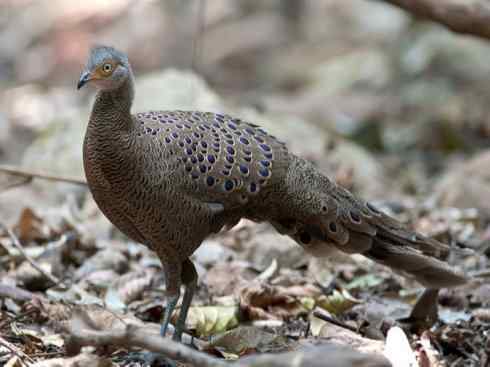 凤凰：传说中的鸟原型探秘（孔雀雉）