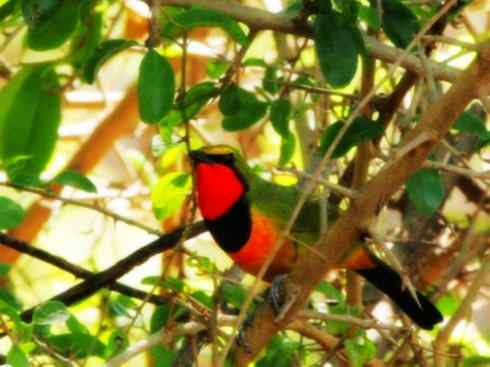 美丽无罪：雀鸟之丛伯劳