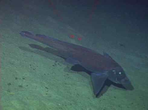 鱼类活化石：银鲛