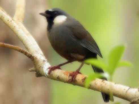 家禽驯化之源之十六