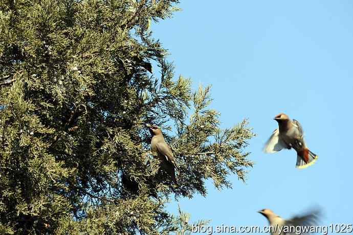 颐和园的收获（欢乐的太平鸟）2