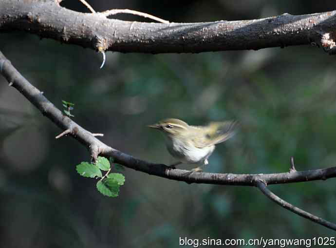 巨嘴柳莺（枝干篇）