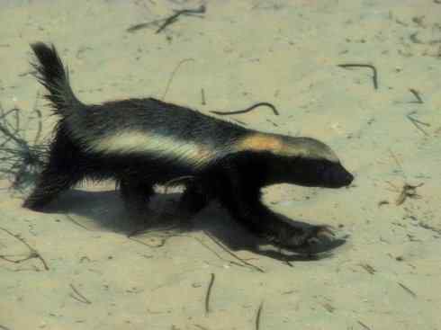 十大喜食蜂蜜动物：蜜獾