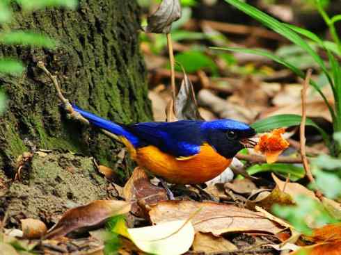 美丽无罪：雀鸟之仙鹟