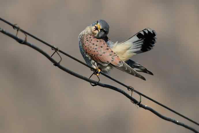 这只红隼很安逸