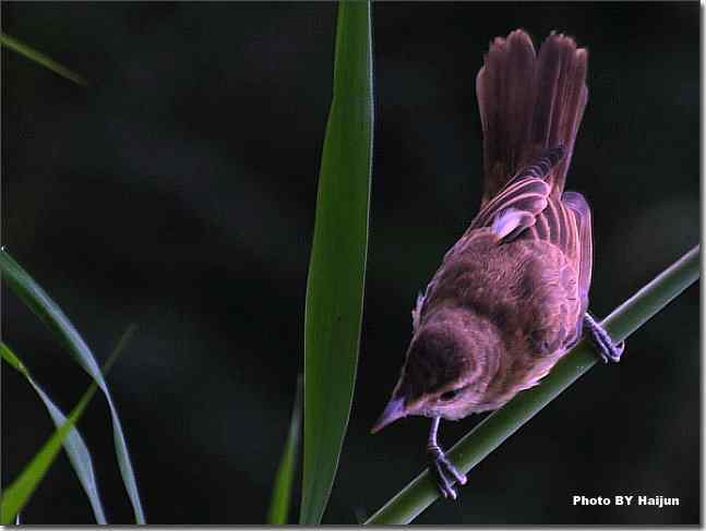 奥体公园观赏大苇莺
