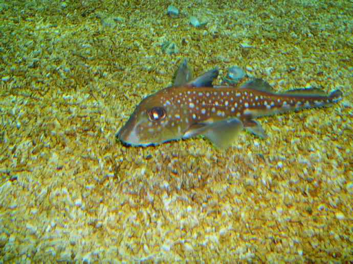 鱼类活化石：银鲛