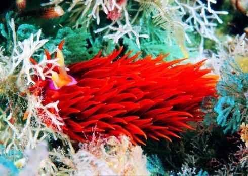 自然奇观：动物大迁徙(乌贼）