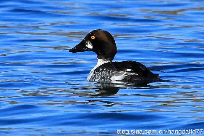 鹊鸭（4）：亚成鸟