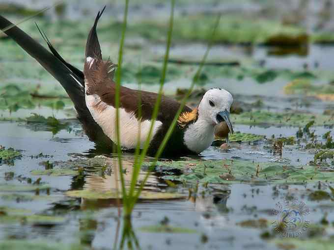 荷花仙子爱吃荤（组图，10张图片）