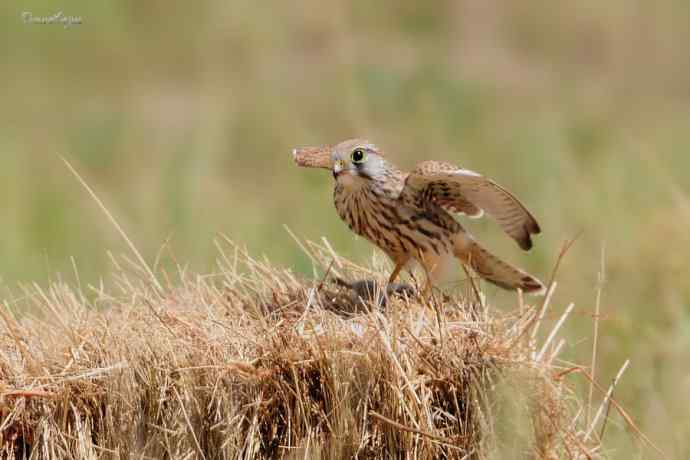 【综合】草原猛禽