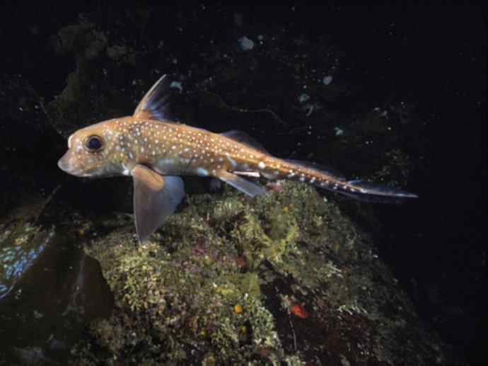 鱼类活化石：叶吻银鲛