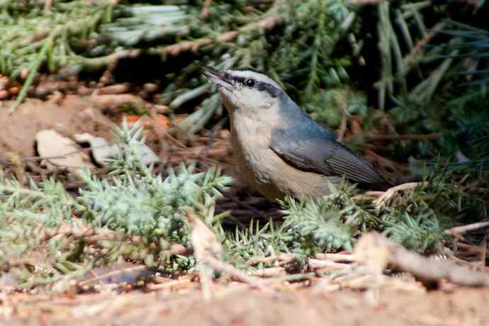 春天行走&nbsp;北植几只鸟