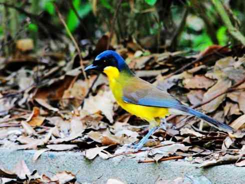 美丽无罪：雀鸟之欣赏