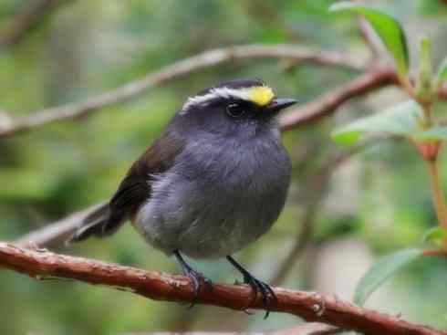 雀鸟也彪悍：四两拨千斤（王霸鹟）