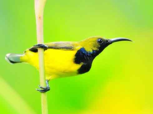 美丽无罪：雀鸟之太阳鸟