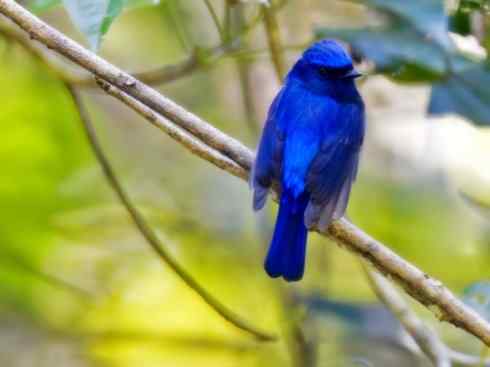 美丽无罪：雀鸟之仙鹟