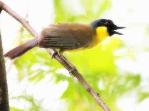 家禽驯化之源之十六