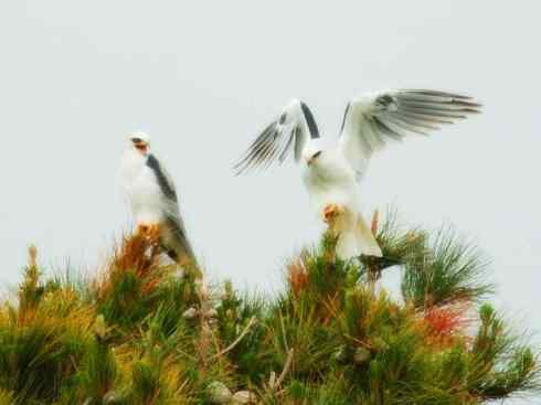 白头鸟系列：另类的美丽（白尾鸢）