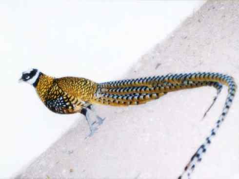 家禽驯化之源之八