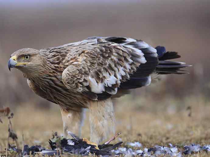 犬科：狐亚科灰狐属之灰狐、岛屿灰狐