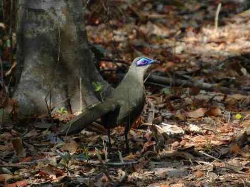 奇特的盔：大犀鹃