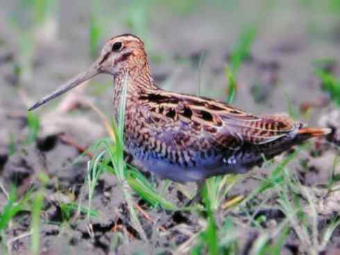 鸟类之最:小丘鹬 鸟类之最:小丘鹬