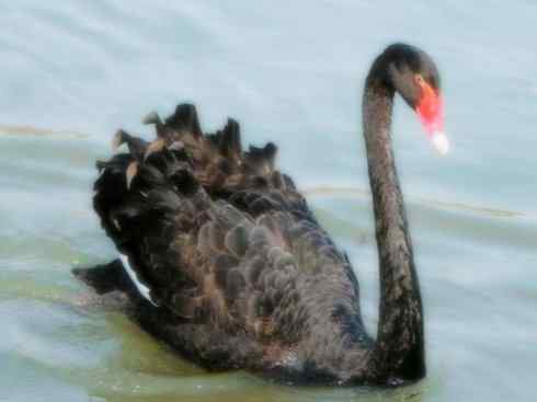 家禽驯化之源之十一