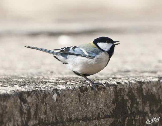 永定河峡谷的小鸟
