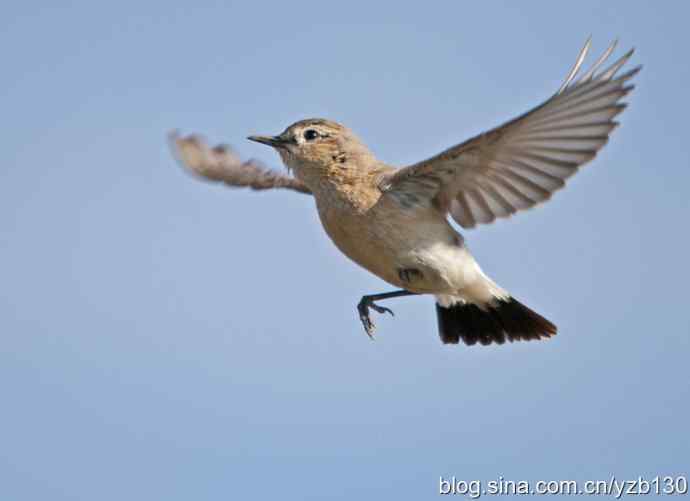 悬停，是一种尽职尽责（组图，22张图片）
