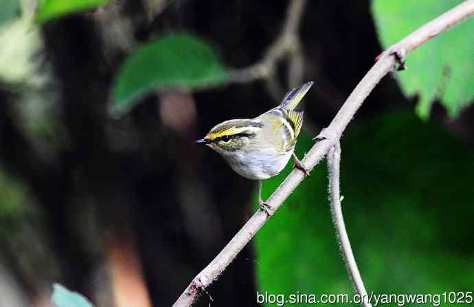 黄腰柳莺（9）